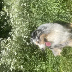 Garde d'animaux - Chiens, Chats et NAC