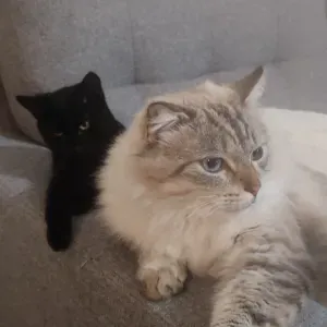 Pet-sitter sur la plaine de Nay 