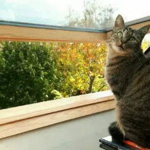 Pet sitteuse/cat sitteuse à Brest !