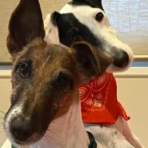 Bonjour je recherche une personne pour garder mes 2 chiens 