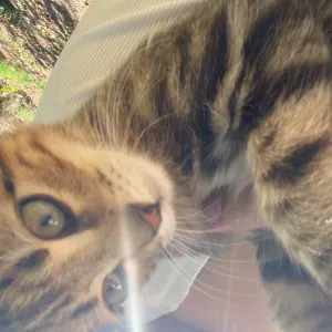 Addetta alle pulizie responsabile a Livorno