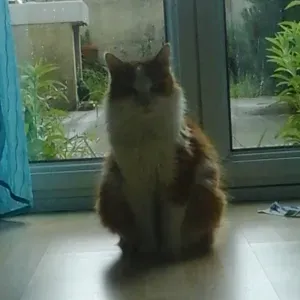 Petsitter de confiance pour tous vos animaux !