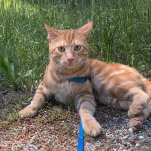 Recherche pet sitter pour mon chat