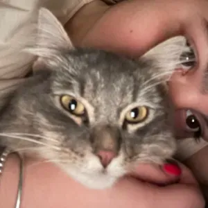 Pet sitting a Napoli, adoro tutti gli animali!❤️