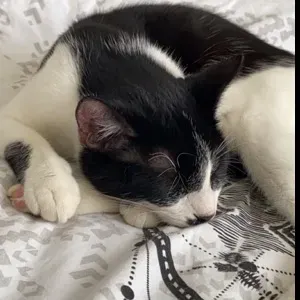 Lalie and Co : garde d'animaux  sur Metz et alentours