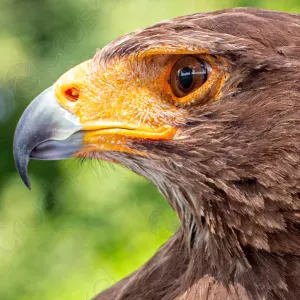 Cuidadora de animales en Vega Baja