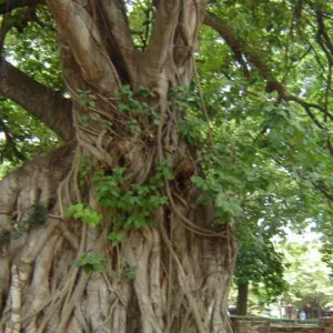 Aide à domicile personnes âgées, compagnie, sorties