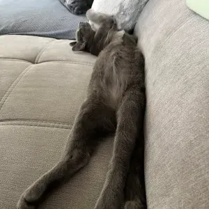 Je cherche un(e) petsitter près de chez moi