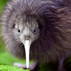 Lavoro pulizie Cadorago