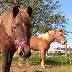 Je cherche un(e) dame de companie