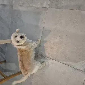 Pet Nanny
