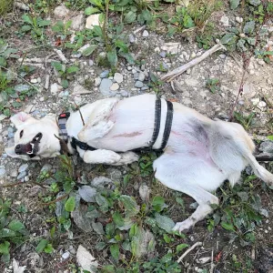 Garde de chien pendant vacance