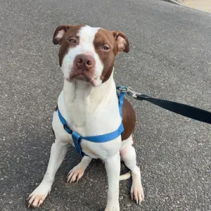 Pet-sitter près de Chartres passionné
