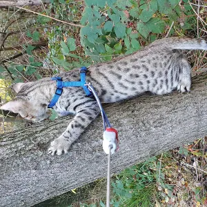 Cercasi servizio di pulizie