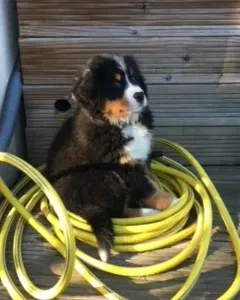 Poste pour un(e) dog-sitter - Petsitter à Langon