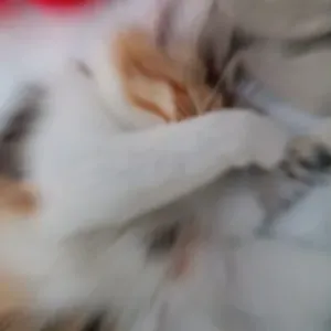 Pet sitter à Angoulême et alentours