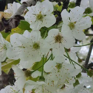 Live-in housekeeper wanted 