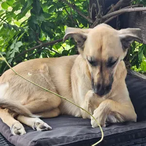 Pet sitter au poile
