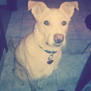 Lavoro pulizie Desio