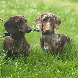 Ieškau ilgalaikio gyvūno prižiūrėtojo pagal poreikį Vilniuje