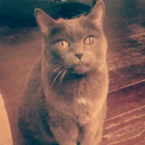 Urgent : garde d'un chat pour l'été à Paris