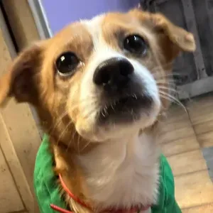 Recherche d'une pet sitter pour mon chien 