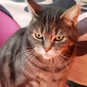 Aux petits soins pour vos animaux dans leur environnement