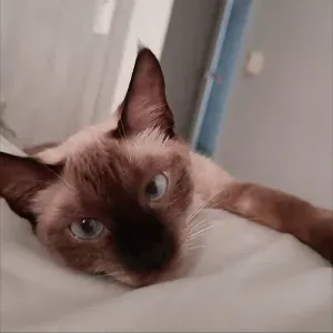Cerco pulizie vicino a me