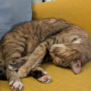 À la recherche d'un cat-sitter