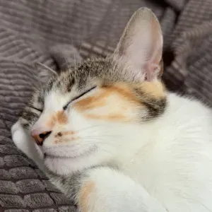 Recherche garde chez le petsitter du 24 aout au 2 septembre