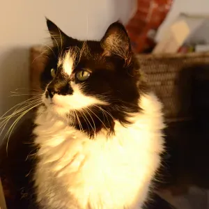 Garde de vos animaux de compagnie