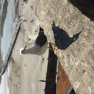 Auxiliaire de vie pour personne âgée et personne handicaper