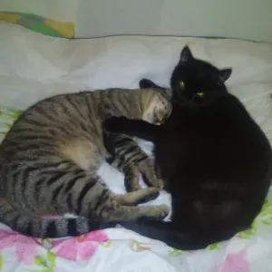  Aide ménagère à domicile et l'hôtellerie 