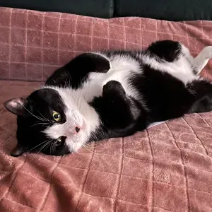 Pet sitter à Bruxelles pendant votre absence 