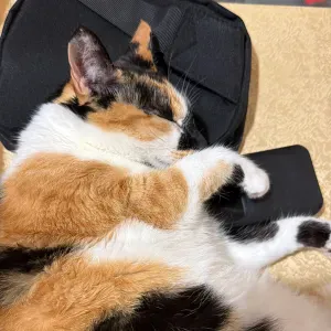 Vaga para Petsitter em Viseu