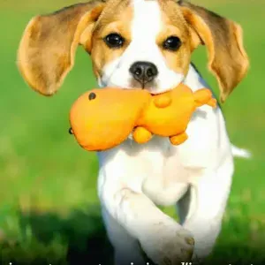 Lavoro pulizie a Trani