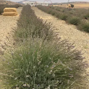 Aide ménagères et autres aux séniors