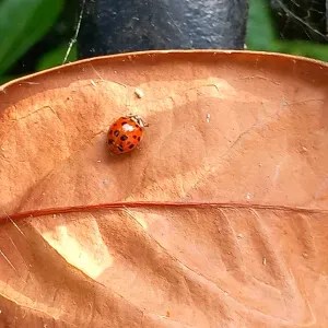 pet's-sitter en France / Guadeloupe