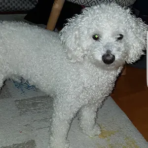 Recherche Petsitter