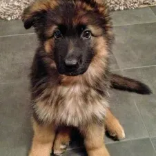 Cuidadora de animais/pet sitter