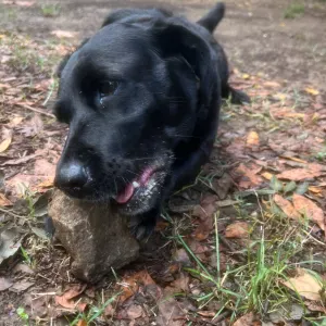 Donna delle pulizie esperta e precisa 