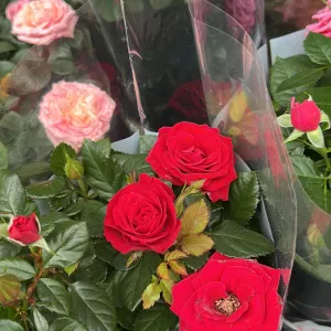 Je cherche une femme de ménage.