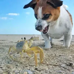 Per sitting a Padova e provincia