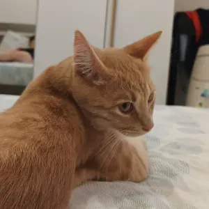 Cat Sitter a Verona (sera e weekend)