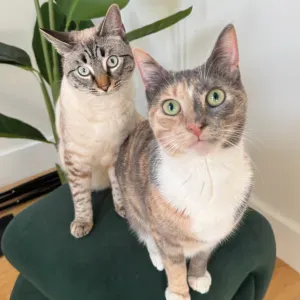 Cat sitter needed for 2 cats! URGENT! Dec 15-29