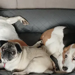 cherche petsitter pour mes 3 chiens chez moi