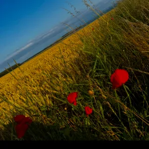 Hard working and trustworthy cleaner in Fife 