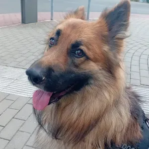 À la recherche d'une pet sitter 