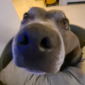 🐾 Garde d'animaux – secteur Pont du Gard 🐾