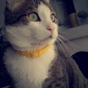Garde d'animaux